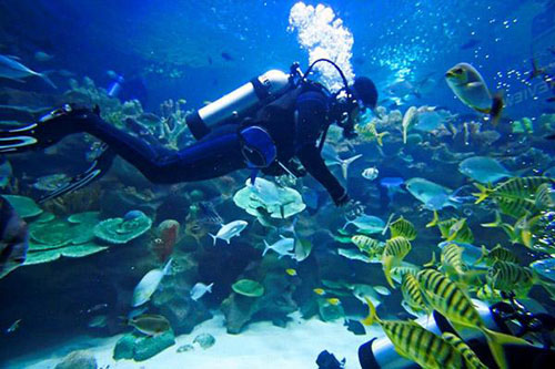 1545881296113935.jpg 潛水.jpg